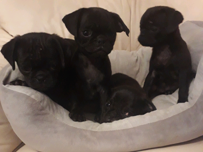 Pug puppies for sale in Rushden, Northamptonshire Gumtree