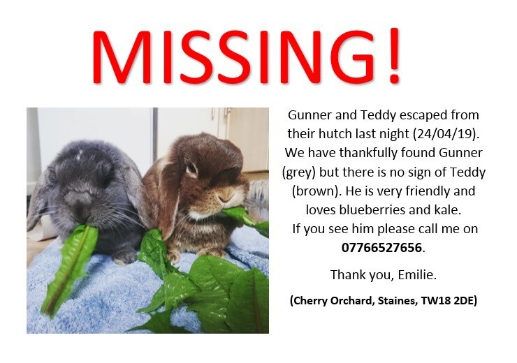 **MISSING RABBIT** in StainesuponThames, Surrey Gumtree