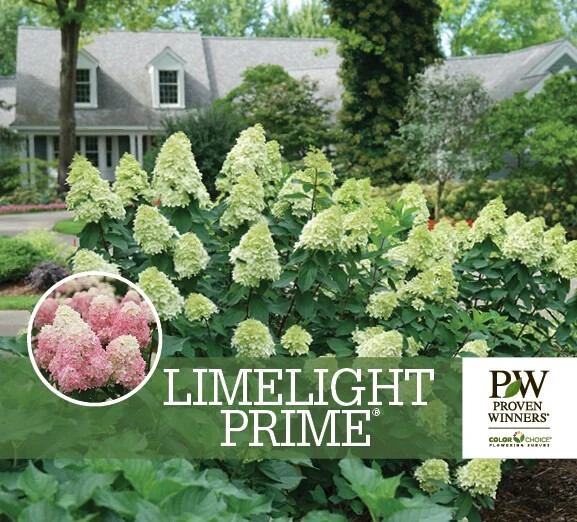 LIMELIGHT PRIME® Panicle Hydrangea shrub PP#32511 | eBay