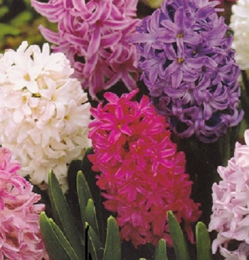 6 MIXED HYACINTH  BULBS PERENNIAL