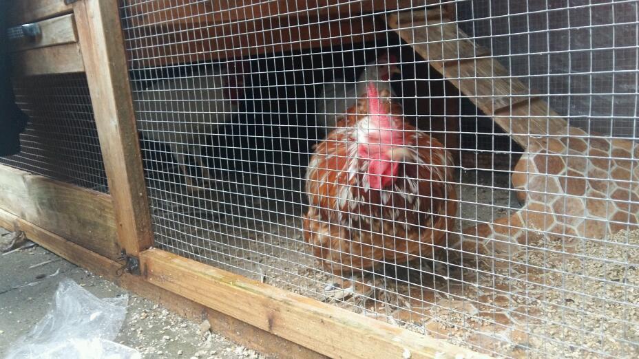 chickens in Bolton, Manchester Gumtree