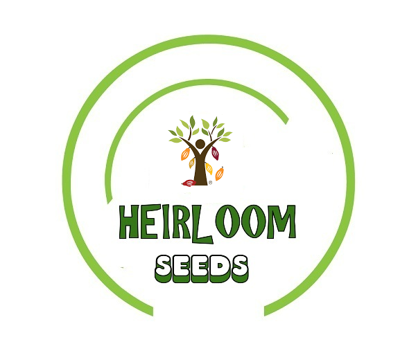 Basil PURPLE RUFFLES Heirloom Sweet AAS Award Antioxidants Non-GMO 200 Seeds