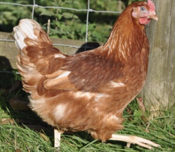 Warren hens for sale in Shaw, Manchester Gumtree