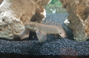 Senegal bichir for sale | Fish | Gumtree Australia Redcliffe Area