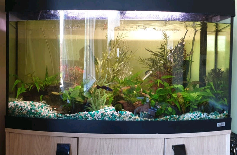 Fish Tank + Aquarium Fluval Vicenza 180 litre Bow front