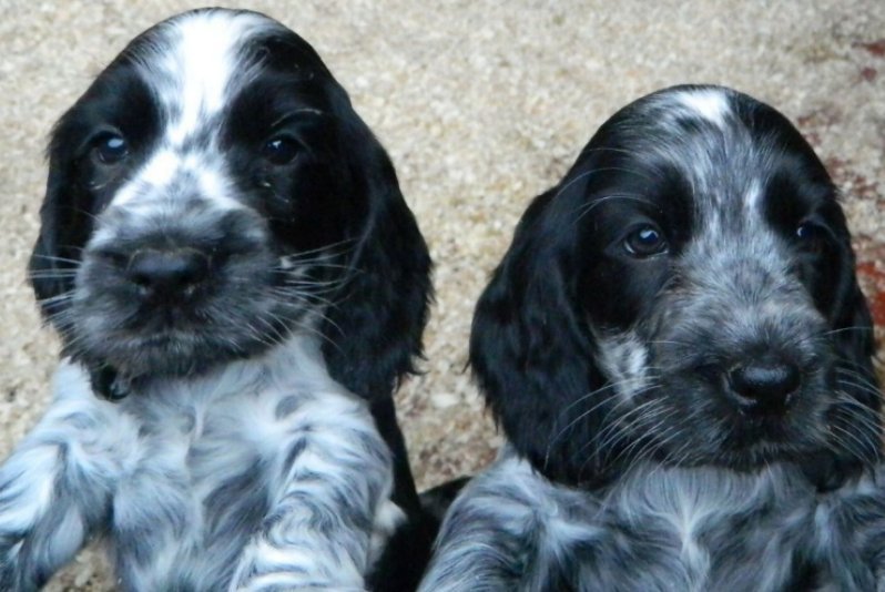 Blueroan show type cocker spaniel puppies for sale. in Antrim, County Antrim Gumtree