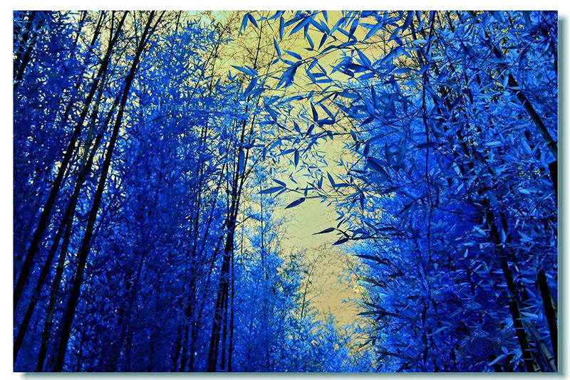 BambÃ¹ Heterocycla Blue.60 Semi  Piu 60 Semi Di Bamboo Phyllostachys.Edulis 2023