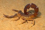 2015scorpion2015