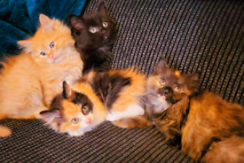 Adorable kittens mixed Maine Coon
