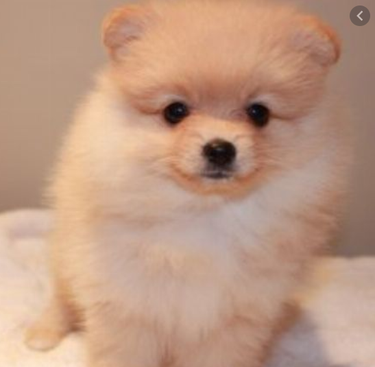 WANTED Pomeranian or Pomchi Dogs & Puppies Gumtree