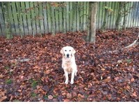 Golden Retriever In Northern Ireland Dogs Puppies For Sale Gumtree