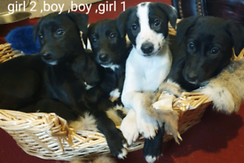 Lurcher puppies for hotsell sale north east