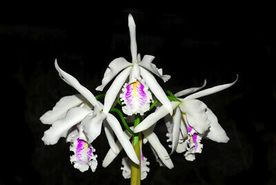 cattleya orchid