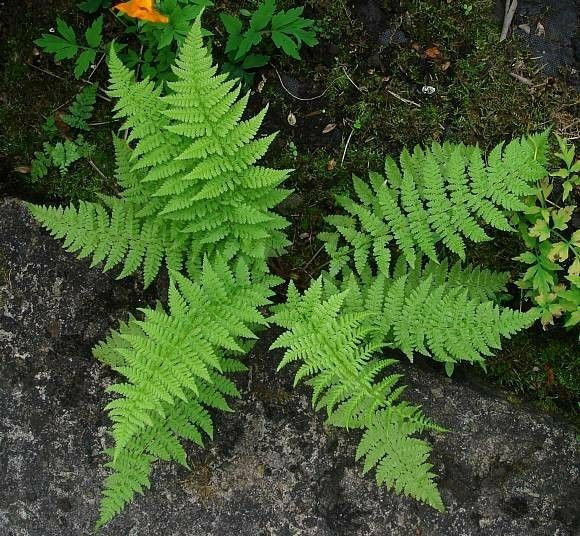 Lady Ferns, 5 Rhizomes/Bare Roots