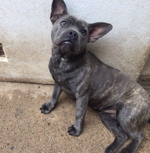 French Bulldog x Staffy, Female 14 months in Lincoln, Lincolnshire Gumtree
