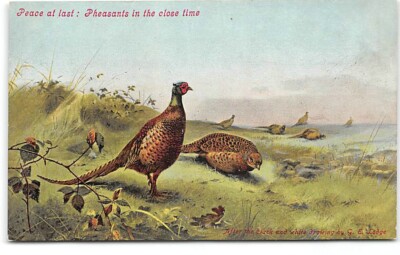 Pheasants-Artist -G.E. George Edward Lodge-Art-Antique Postcrd