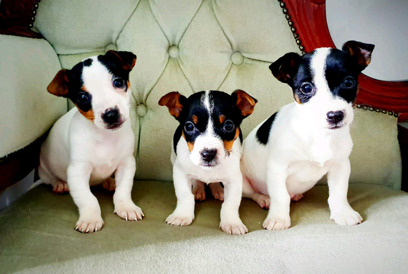 Miniature jack russell puppies in Denton, Manchester Gumtree