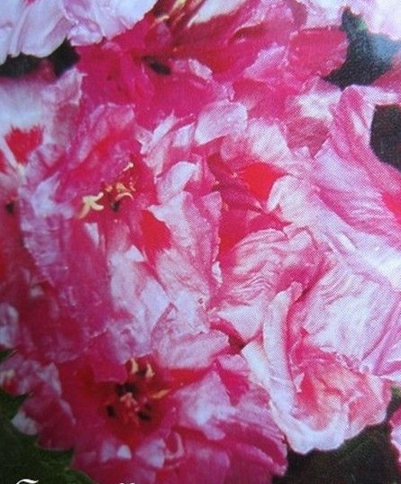 â« Godetia Fleur De Satin, 'PÃ©Tale Double FroissÃ©' â« Graines â« Ornement MellifÃ¨Re