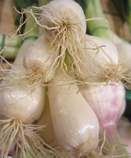 â« Ciboule 'Festive' â« Graines â« Collection Pltes Aromatiques, Garniture PotagÃ¨Re