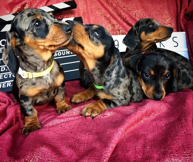 Dapple Dachshund puppies in Llanelli, Carmarthenshire Gumtree