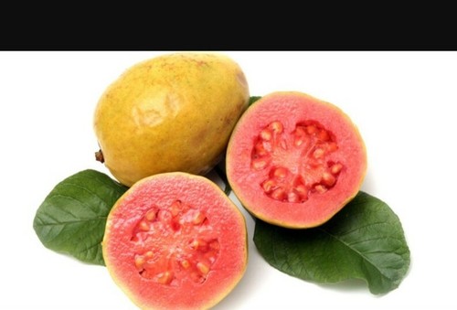 50 Samen Echte Guave Psidium guajava Obst Samen