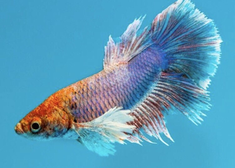 Selection of tropical fish for sale contact immediately in Dumfries