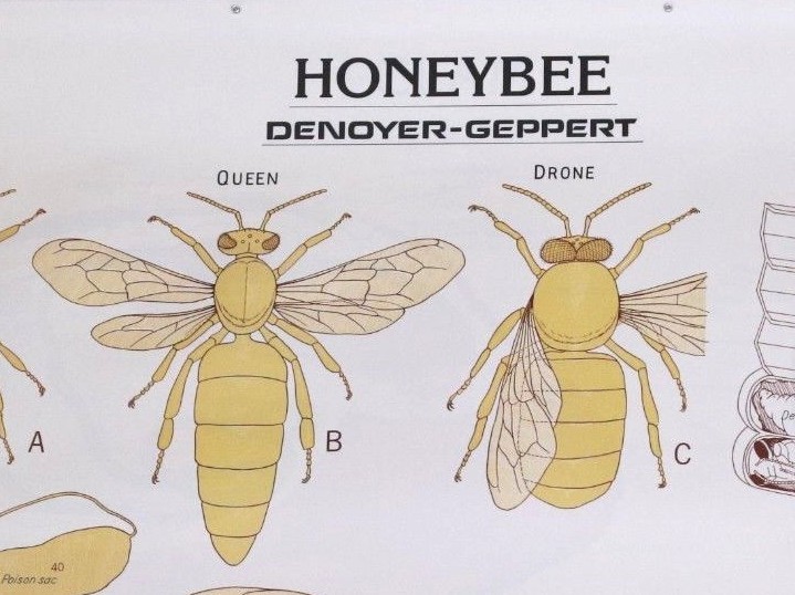 Vintage Denoyer - Geppert Biology Wall Chart #1887 - Honeybee