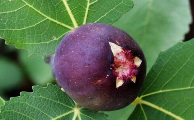 PANACHEE fig tree Ficus carica Tiger Panache variety 6 seeds each pack
