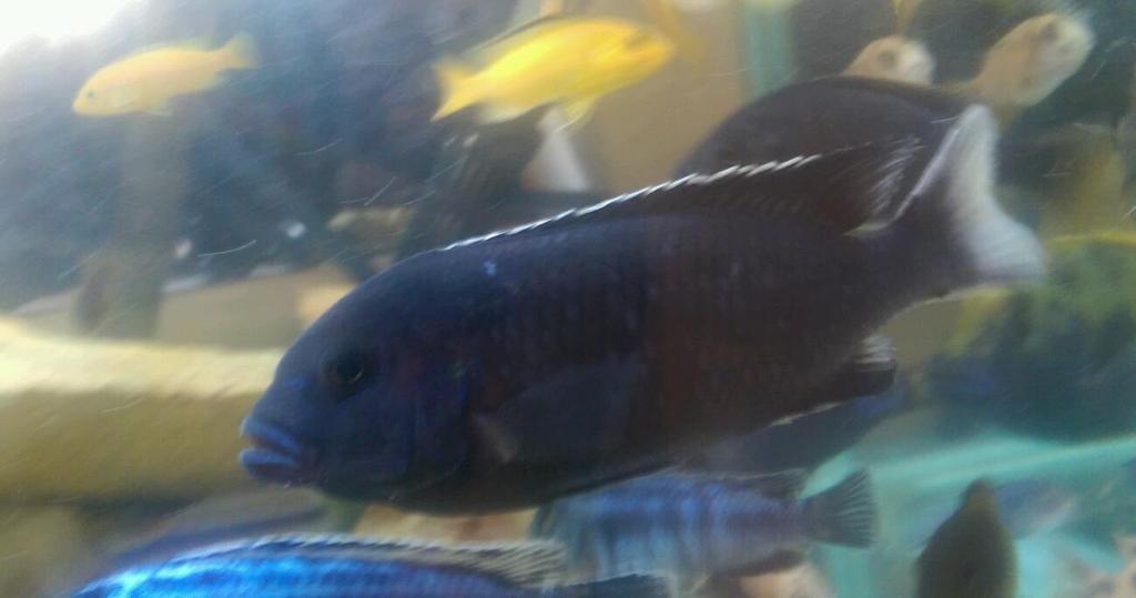 Large white tail acei Malawi | in Burnley, Lancashire ...