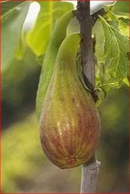 Fig Tree '' LON...