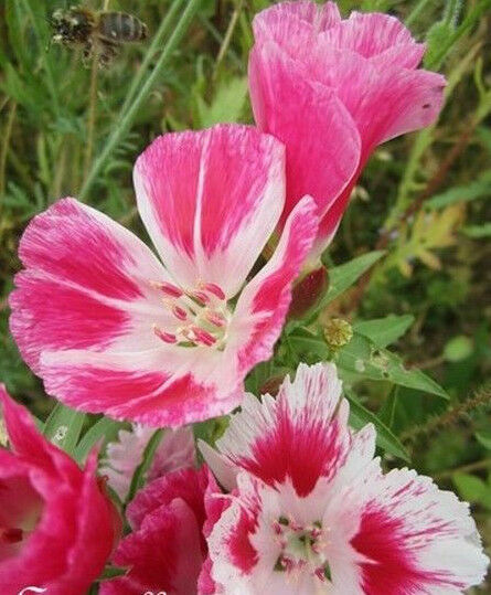 â« Godetia 'PÃ©Tales Simples : Tous Roses MÃ©LangÃ©S' â« Graines â« Ornement MellifÃ¨Re