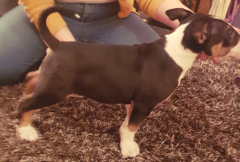 9 Week Old English Bull Terrier In Castlewellan County Down Gumtree