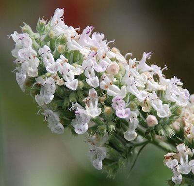 ECHTE KATZENMINZE-NEPETA CATARIA-100 SAMEN-BEET-UND SCHNITTSTAUDE