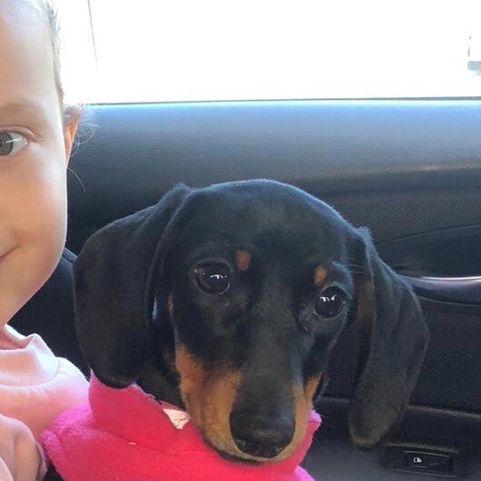 Miniature Dachshund Puppy Female Short Haired In Warrington