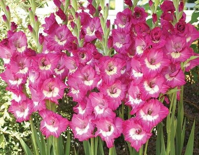 (5) Perennials Gladiolus Bulbs Vista Flower New Flower Ready