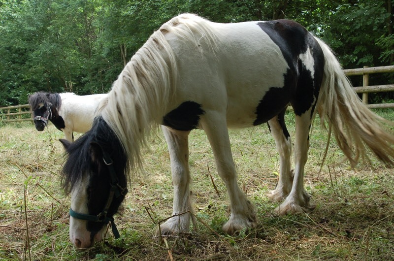 Piebald Cob in Broadway, Worcestershire Gumtree