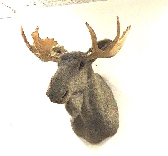 New Life Size Faux Moose Head Mount Hand-Crafted all Synthetic Materials