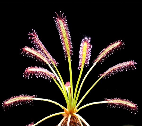 Sticky Sundews carnivorous plants. Great fun, fascinating and easy to