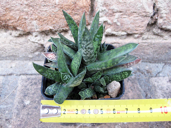 Gasteria Pulchra Caespitosa 8 Cm, Cactus, Plante Succulente
