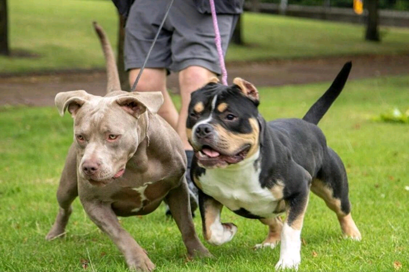XL American Bullys in Kirkdale, Merseyside Gumtree