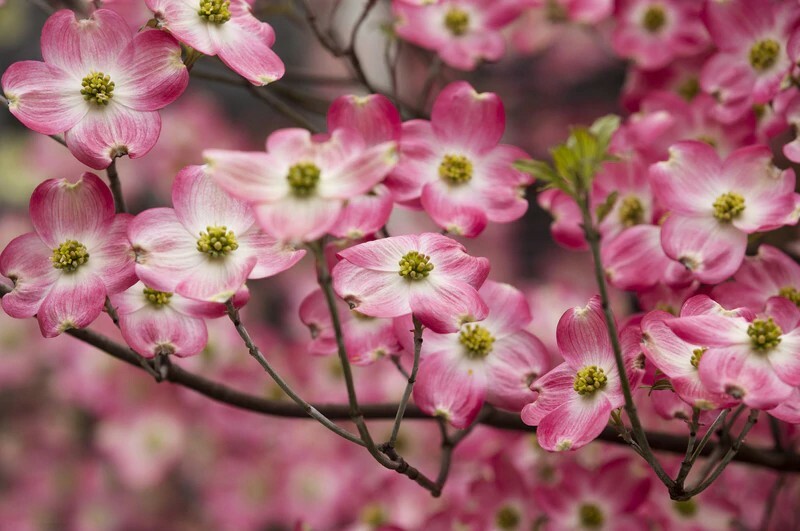 Pink Dogwood Tree 1-3