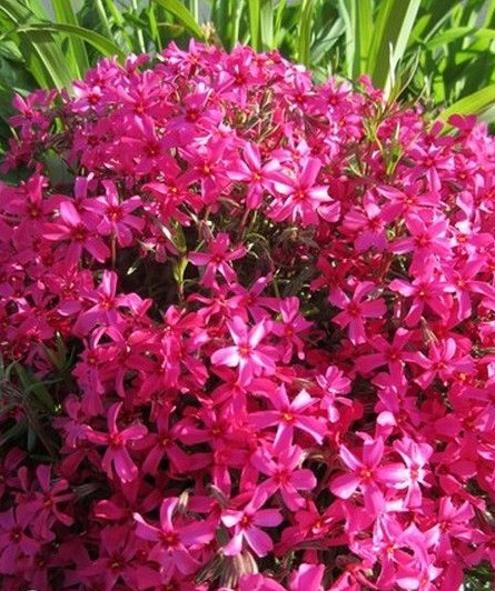 â« Phlox Mousse 'Pourpre' -Phlox Subulata â« Graines â« Ornement Rocaille MellifÃ¨Re