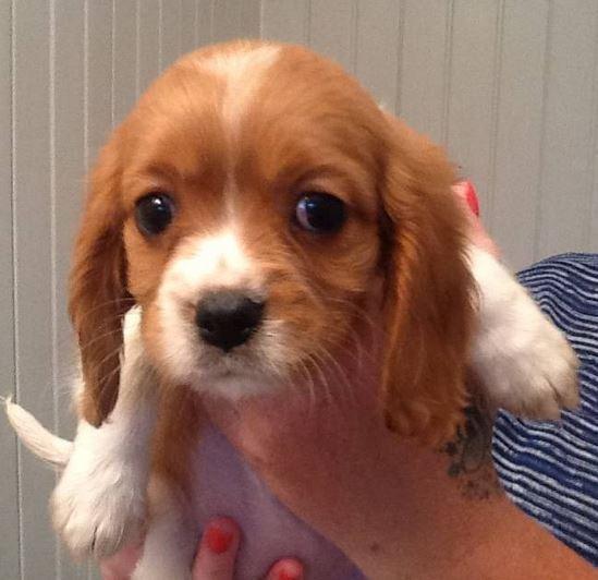 Cavalier King Charles Spaniel puppies for sale | in Bradford, West Yorkshire | Gumtree