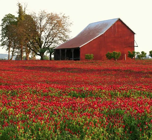 Crimson Clover Dixie Red food plot pollinator and cover crop 5 lbs. Nitro-Coat®