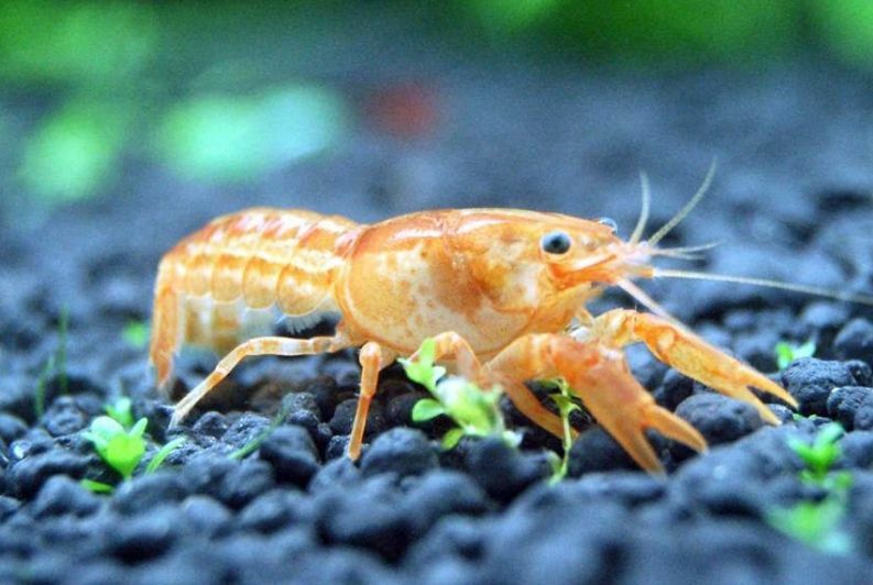 Mexican Orange Dwarf Crayfish (2 crayfish)