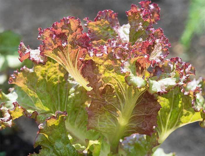 lettuce, RED SAILS Leaf type non-GMO 420 BULK SEEDS! GroCo made in US USA