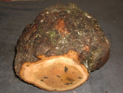 Whole Burls Red Oak Burl Turning Wood Decorative Casting Resins Wooden Jewelry