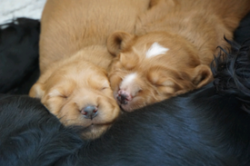 Liver Tricolor English Springer Spaniel Pup 5 Weeks Old English Springer Spaniel Springer Spaniel Spaniel