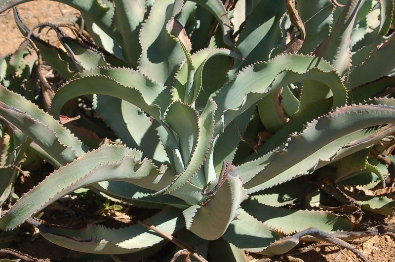 GYPSUM CENTURY PLANT (Agave gypsophila) 10 seeds eBay
