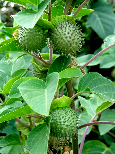 Datura Metel Fruit